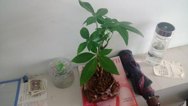 发财树用什么水溶肥料效果好 e13965ec37896155238bc67143ccd4e3_b.jpg