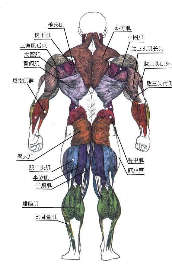 普通健身者需不需要特地练斜方肌,练出来会显得难看吗