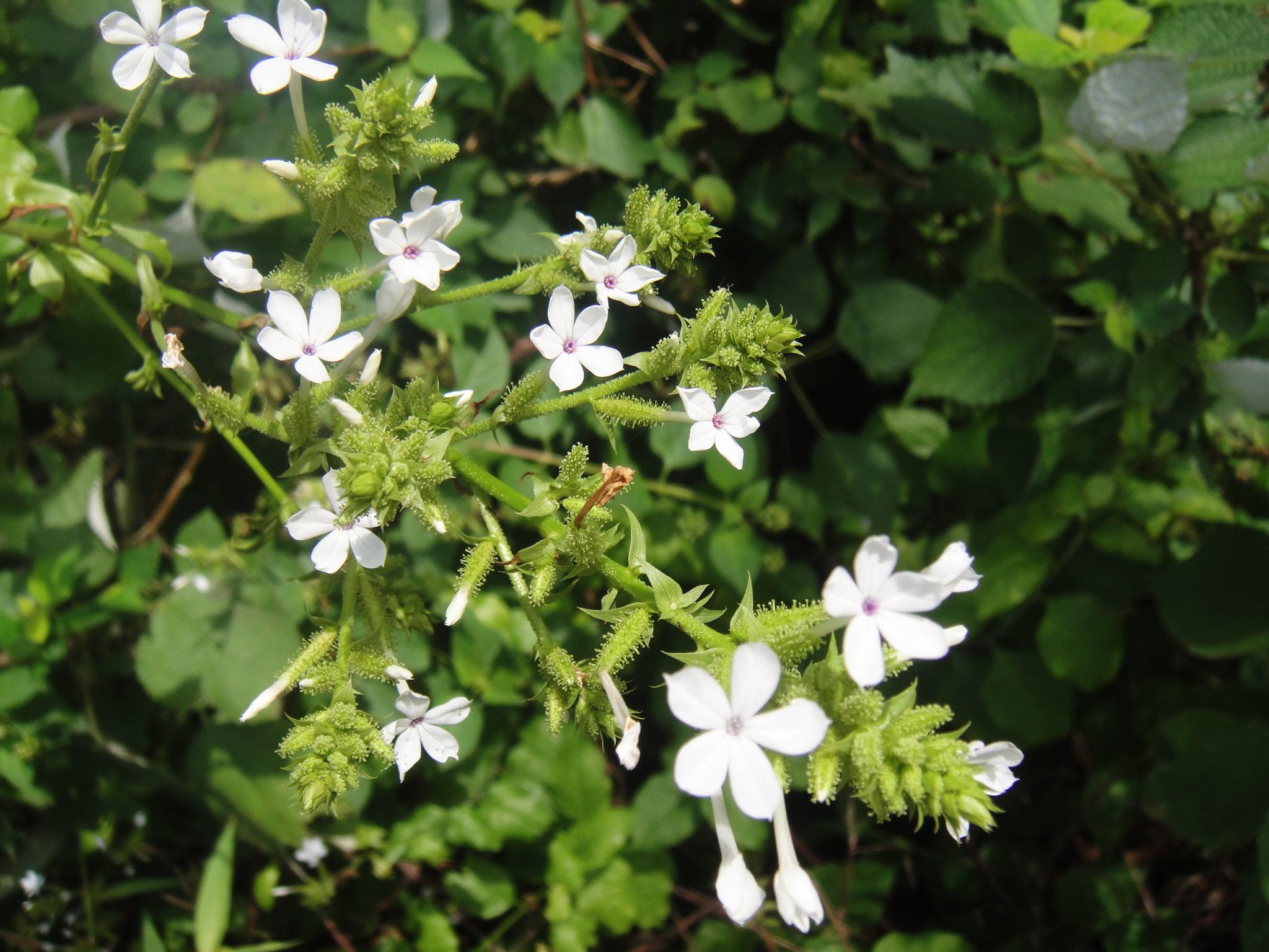 醉蝶花  cleome spinosa 白花菜科 白花菜属