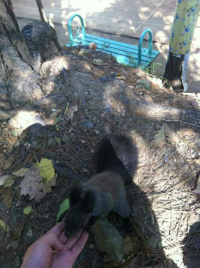 如何徒手抓松鼠? - Tobias 的回答 - 知乎