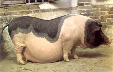 为什么老说胖的跟猪一样猪在动物界算胖子吗