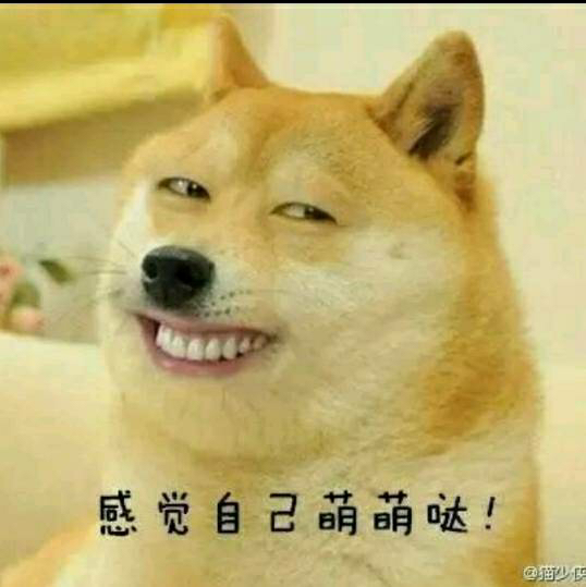 看我头像,日本柴犬,神烦狗doge与张翰杂交版