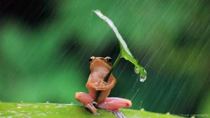 如何看待微博用户<em>回忆专用小马甲</em>用绳子绑住猫