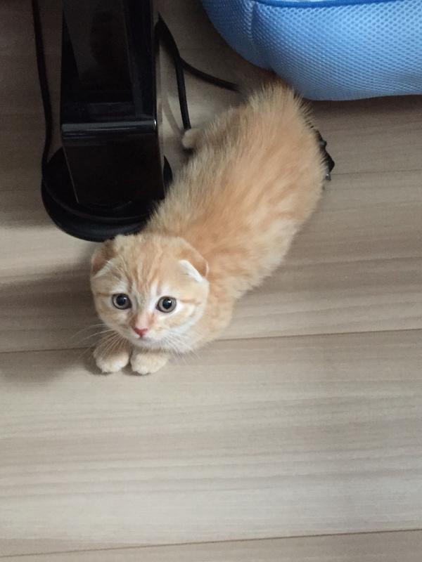 以下哪种猫便宜且在大陆容易购买?