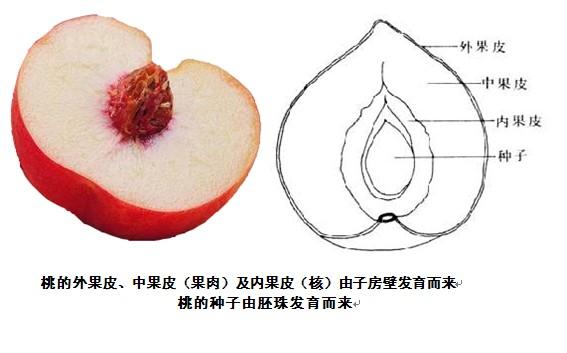 杨桃为什么是五角星形的
