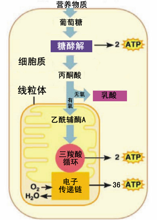 atp代谢特点是什么