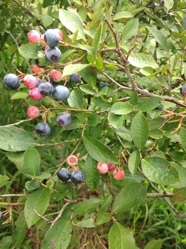 参加dreamfighter的斯里兰卡国际义工项目是怎