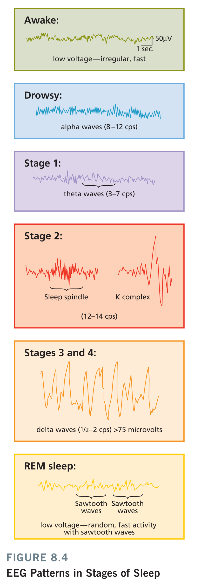 stage1是睡眠的起始阶段,在这个阶段,肌肉开 在一个睡眠周期里面,这