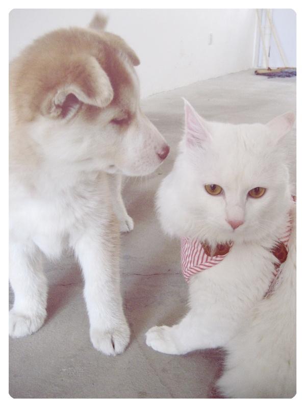 你家猫有什么怪癖? - 知乎