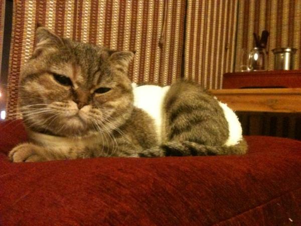 给折耳猫做绝育手术时麻醉的风险是否比其它猫