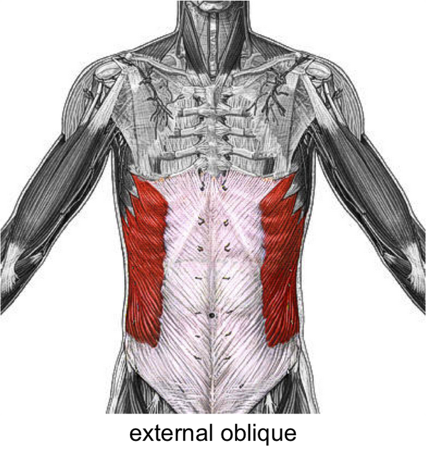 腹内斜肌,顾名思义,肌纤维斜着走(向体前侧斜上).