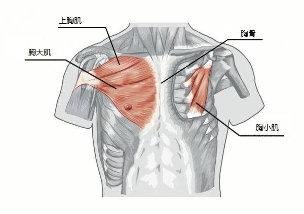 番外章,训练动作不求人——大白话运动解剖学(胸肌部分)