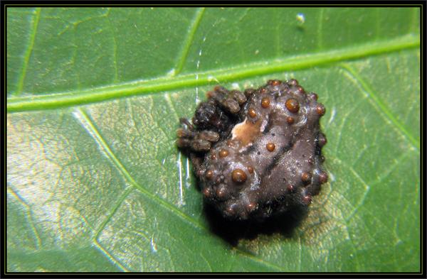 六刺瘤腹蛛 ordgarius sexspinosus (thorell, 1894),右边为卵囊.