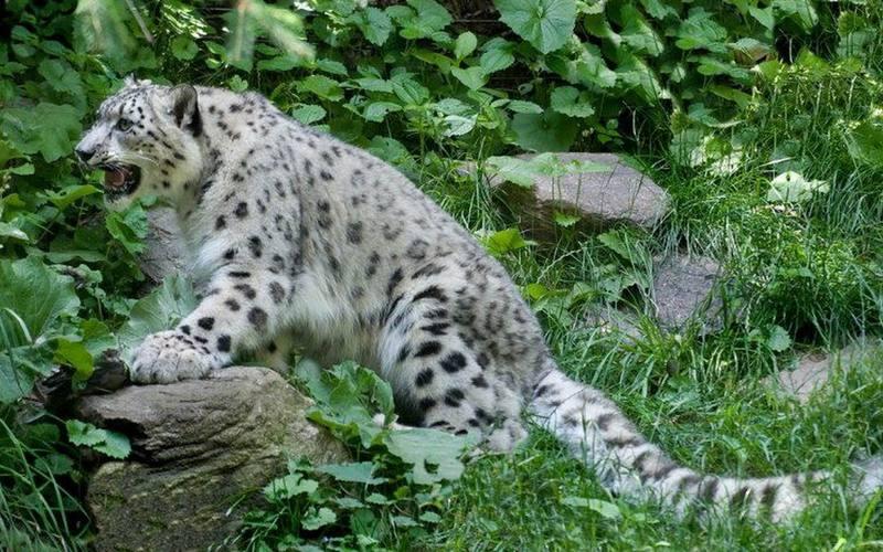 国宝排名_国宝大熊猫(3)