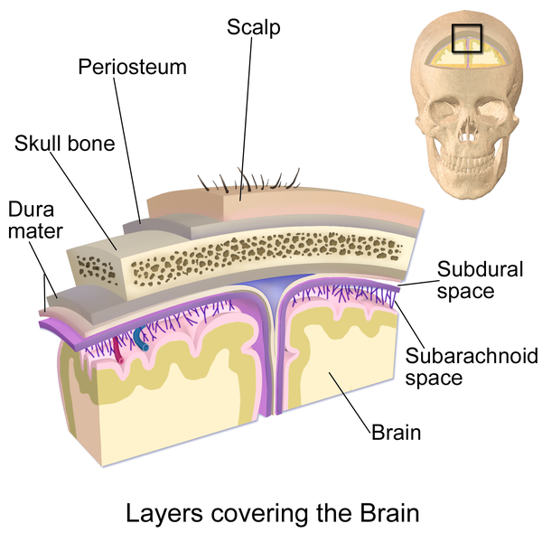 题主所说的应该是指脑膜中最贴近颅骨的那一层dura mater 吧.