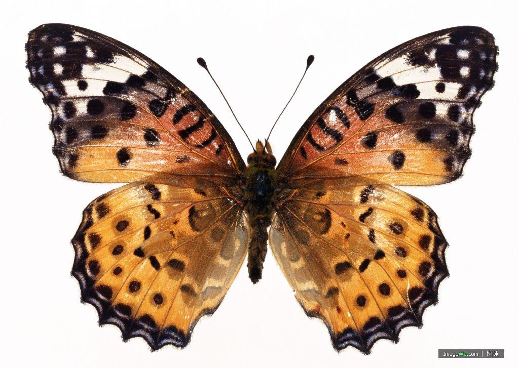 如何分辨蛾子和蝴蝶呢?