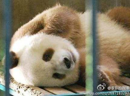 为什么陕西的熊猫比四川的熊猫好看? - 熊猫
