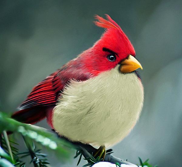 自然界有哪些漂亮的鸟类?