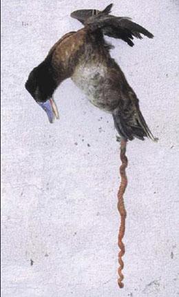 <em>女友</em>曾经<em>找过</em>鸭子,要怎么理解? - 赵乐的回答 -