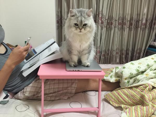 从奶猫开始养是什么样的体验