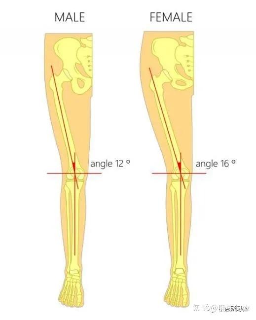 一个健康的男性和女性膝关节在股骨和胫骨之间的q角的解剖结构