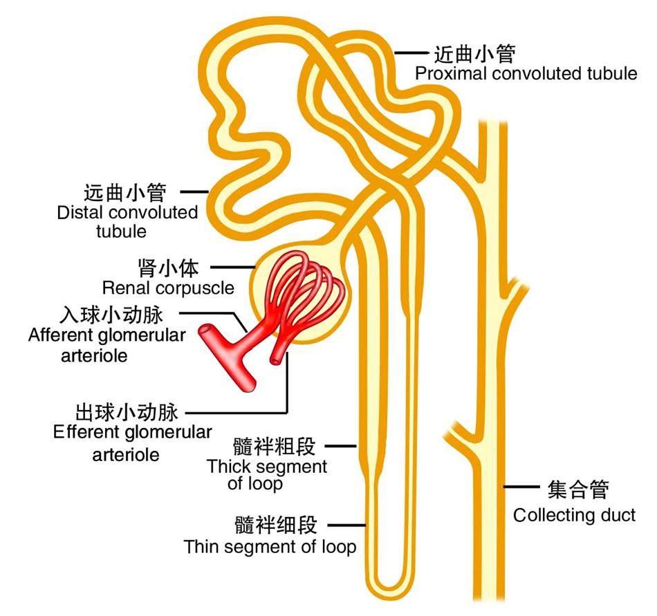 回肠袢是什么