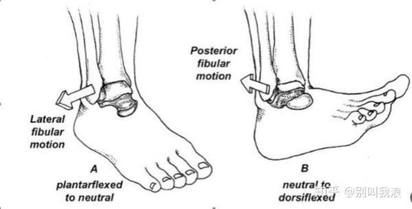 翘脚背时踞骨和腓骨远端关节活动