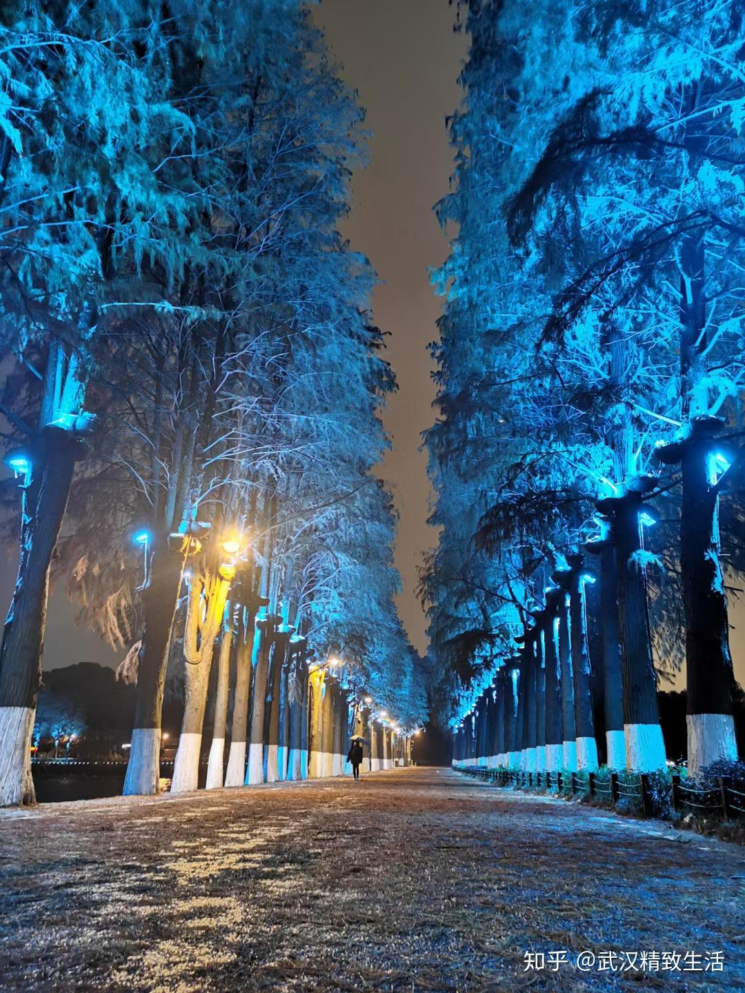 今冬初雪至江城来去匆匆的雪景带来的唯美感恰到好处