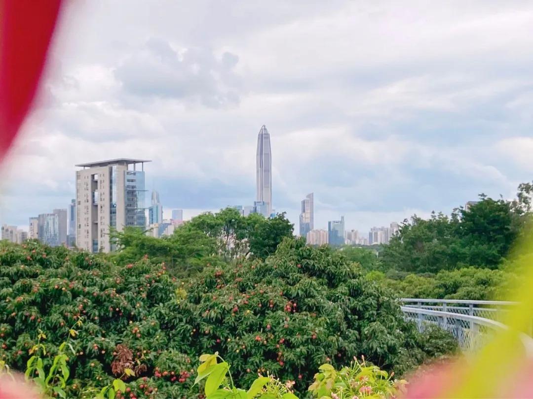 深圳最美公园香蜜公园市中心顶级观光栈道周末节假日值得一去