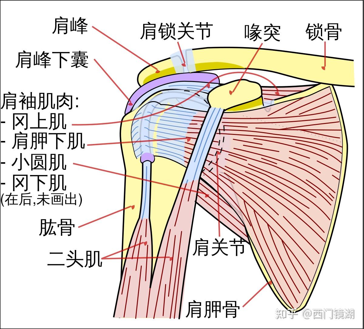 肩膀会受伤吗