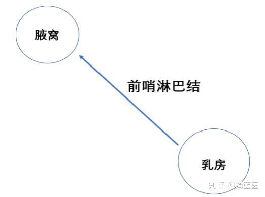 癌细胞在从乳房到达腋窝的路上,会经过前哨淋巴结.