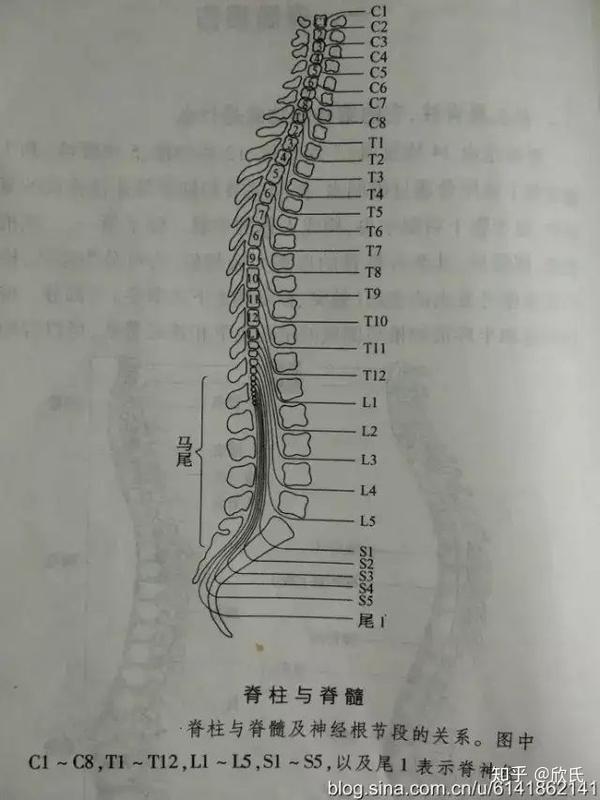 解释一下脊髓与脊柱的关系那张图,还有第六胸椎对应第8/9节段是什么