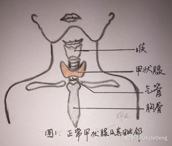 甲状腺是哪个部位 zhuanlan.zhihu.com