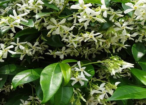 养了狗的院子里能种风车茉莉吗?