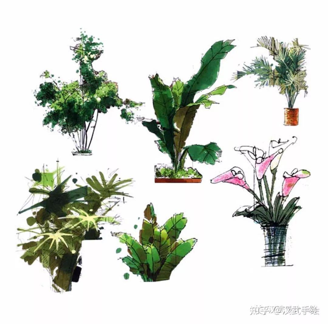 马克笔植物手绘教程案例分享