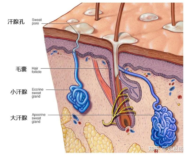 大汗腺与小汗腺