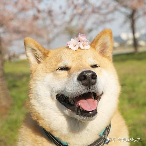 几百块买来的柴犬怎么长得像大黄?为你揭开买柴骗局!