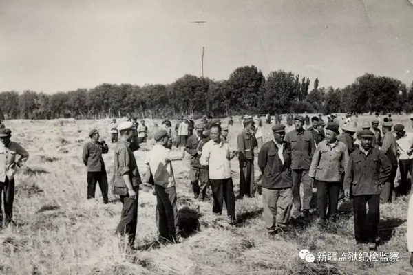 1973年新疆劳改局局长张子贞检查牌楼农场麦收情况