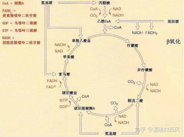 蛋白质能够通过各种代谢途径进行分解,然后转化生成葡萄糖(糖异生)