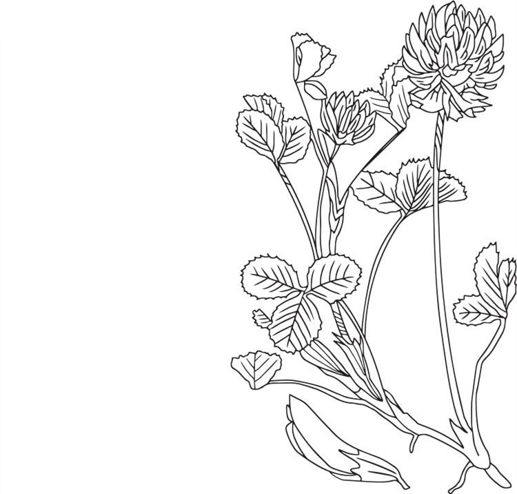 学名:trifolium repens linnaeus  英文名:white clover 别名:白三叶