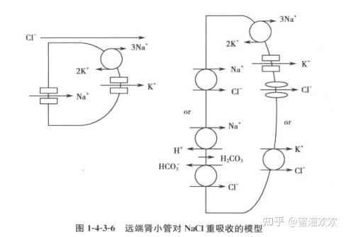 为什么远曲小管和集合管重吸收钠离子是逆电化学梯度的