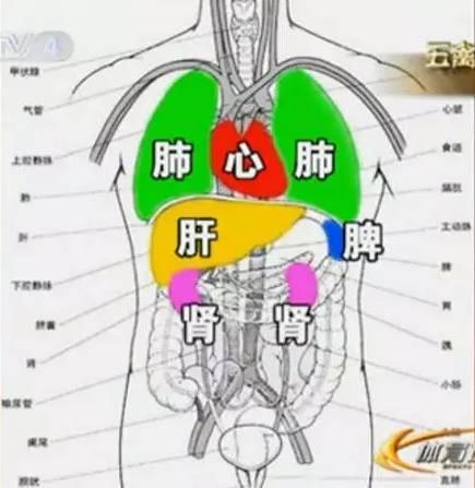 人体五脏~位置