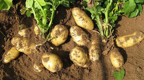 种植马铃薯如何施肥容易获得高产