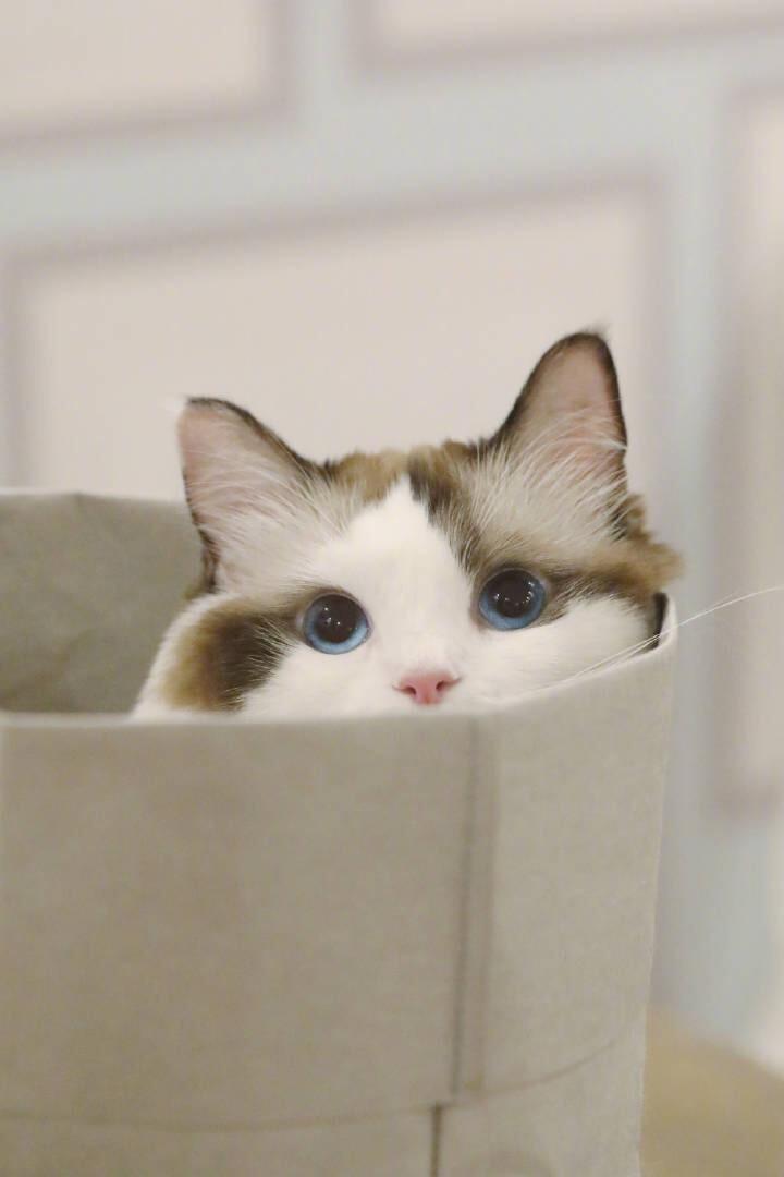有哪些好看的猫咪壁纸或头像