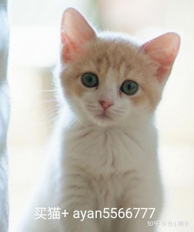 4000块钱左右能买到一只品相不错的布偶猫吗?