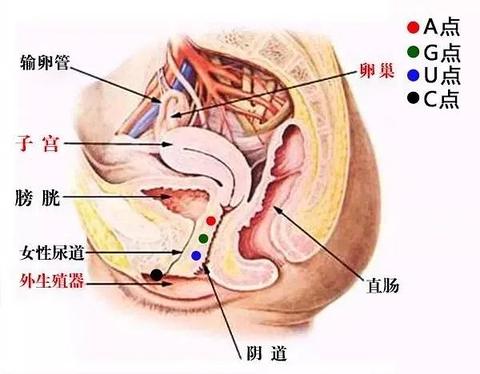 请问女性的a,u,c,g点各是什么? www.zhihu.com