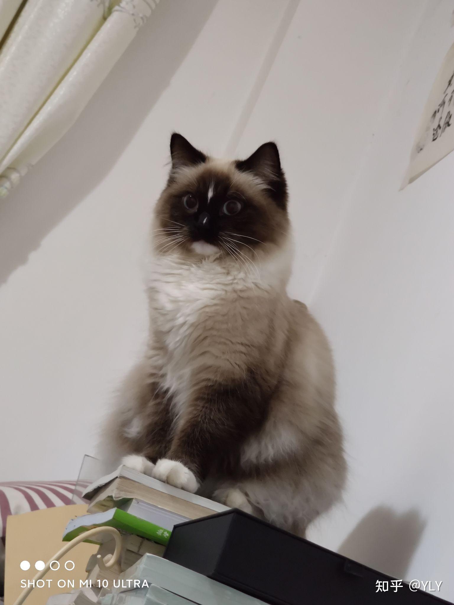 为什么重点色布偶猫会比布偶猫便宜那么多呢