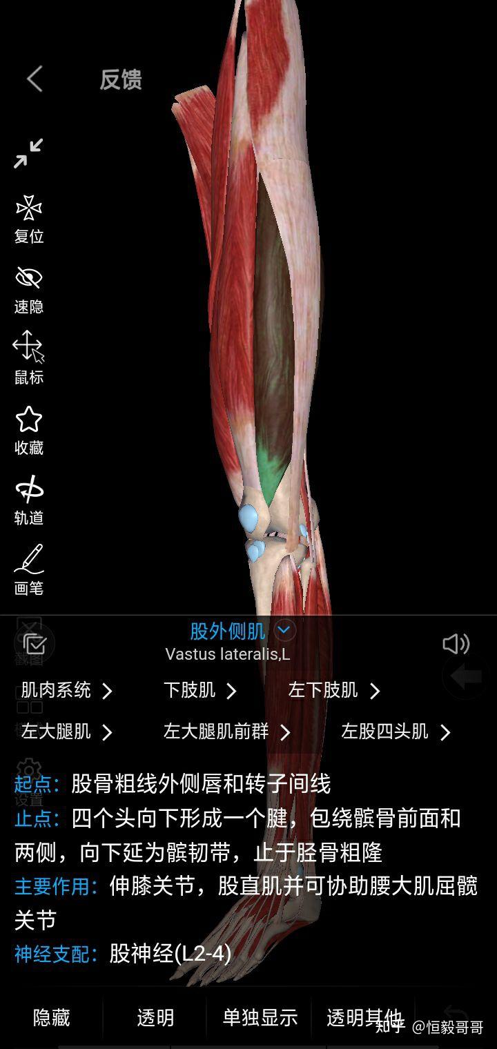 大腿上面有哪些肌肉