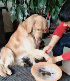 狗狗为什么不能每天洗澡?宠物隔多久洗一次最好?剃毛真的可以散热吗?