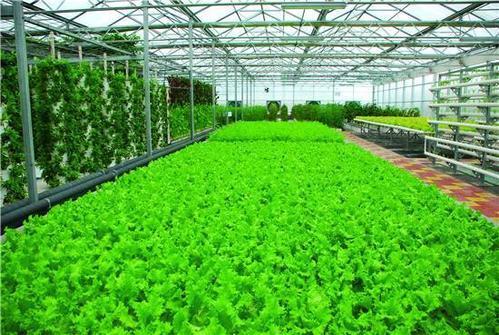 乌鲁木齐市温室花卉种苗培育,休闲农业建设项目申请建议书